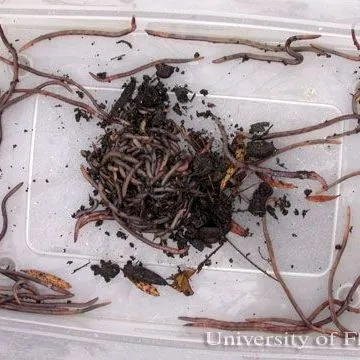 thumbnail for publication: Earthworm, suborder Crassiclitellata, cohort Terrimegadrili (Jamieson 1988)